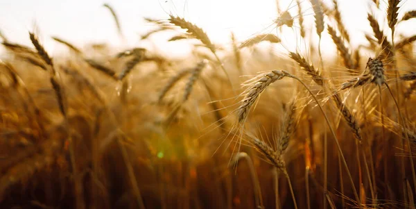 Bakgrund Mognande Öron Gult Vetefält Himlen Bakgrund Tillväxt Natur Skörd — Stockfoto