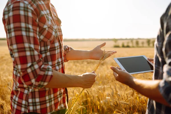 Twee Jonge Boeren Die Het Tarweveld Staan Internet Oogsttabletten Onderzoeken — Stockfoto