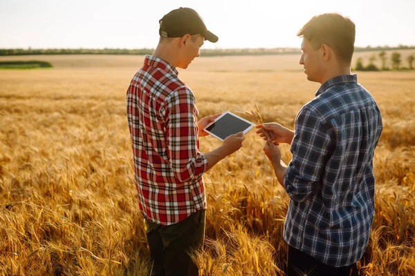 Buğday Tarlasında Dikilen Iki Genç Çiftçi Interneti Kullanarak Elinde Tablet — Stok fotoğraf