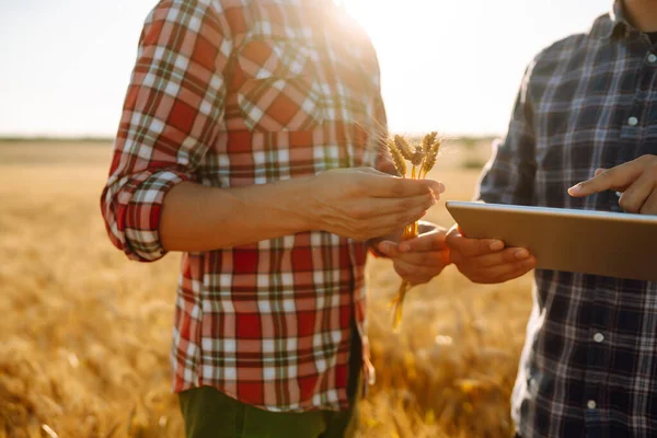 Buğday Tarlasında Dikilen Iki Genç Çiftçi Interneti Kullanarak Elinde Tablet — Stok fotoğraf