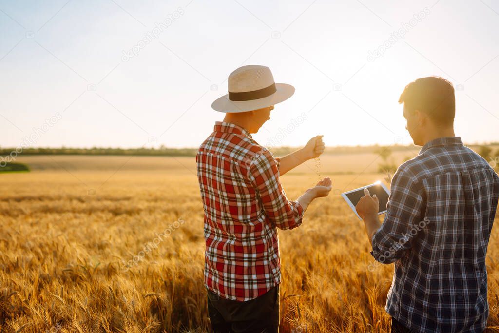 Two young farmers standing in wheat field examining crop holding tablet using internet. Modern agriculture technology. Smart farming concept. 