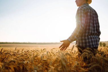 Genç çiftçi arpa tarlasında yürüyor ve gün batımında altın kulaklı kollarıyla okşuyor. Tarım sektörü kavramı. 