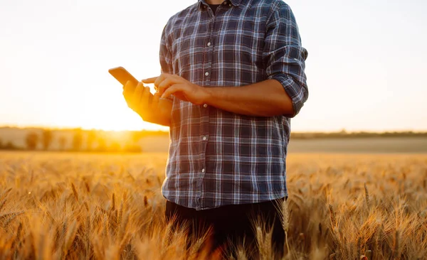 Çiftçi Buğday Tarlasını Kontrol Ediyor Telefonu Tutuyor Interneti Kullanıyor Büyüyen — Stok fotoğraf