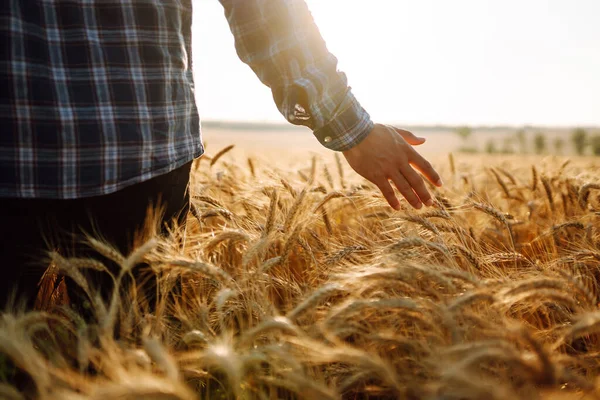 Young Farmer Walks Barley Field Strokes Arm Golden Ears Crop — Stock Photo, Image