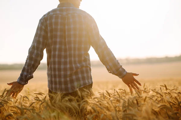 Young Farmer Walks Barley Field Strokes Arm Golden Ears Crop — Stock Photo, Image