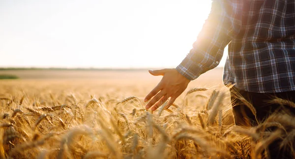 Jóvenes Agricultores Caminan Por Campo Cebada Acarician Con Las Orejas —  Fotos de Stock