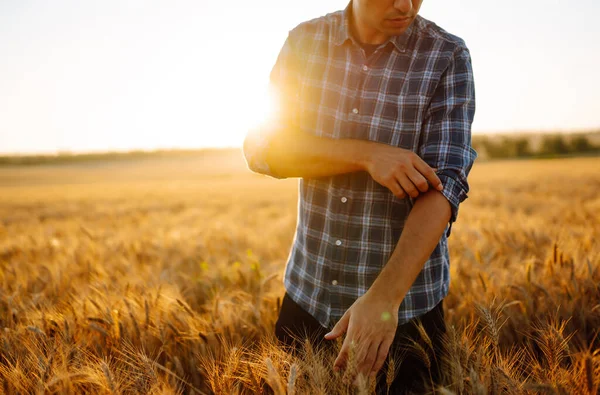 Young Farmer Walks Barley Field Strokes Arm Golden Ears Crop — Stock Photo, Image