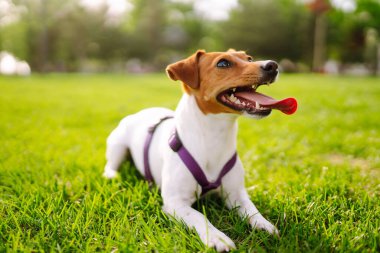 Jack Russell Terrier köpeği çim çayırında parkta bir oyuncakla oynuyor. Evcil köpek konsepti.