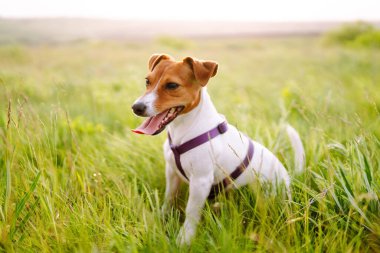 Jack Russell Terrier köpeği çim çayırında parkta bir oyuncakla oynuyor. Evcil köpek konsepti.