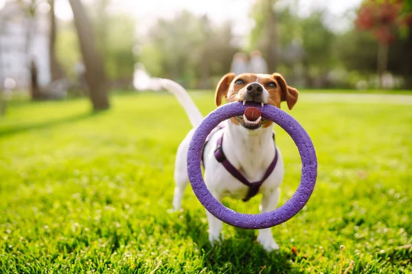 Jack Russell Terrier Dog Playing Toy Park Grass Meadow Domestic — 图库照片