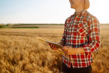 Farmer checking wheat field progress, holding tablet and using Internet.  Smart farming concept.