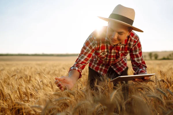 Farmer Checking Wheat Field Progress Holding Tablet Using Internet Smart — Photo