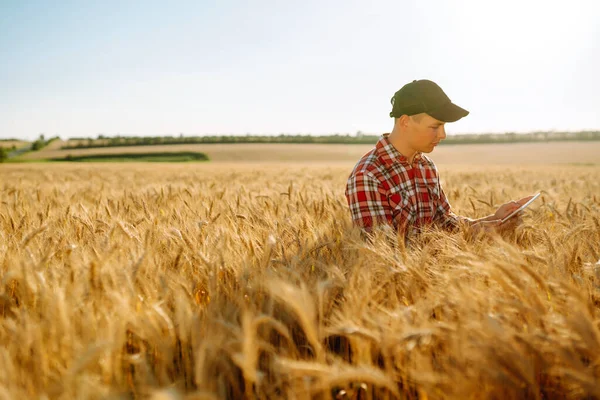 Farmer Checking Wheat Field Progress Holding Tablet Using Internet Smart — Zdjęcie stockowe