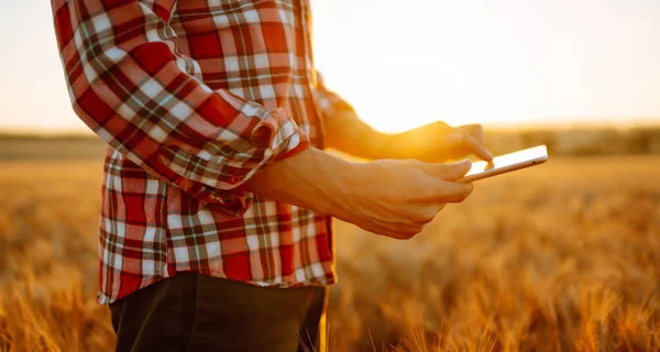 Smart Farming Farmer Using Digital Tablet Wheat Field Agriculture Harvesting — Stockfoto