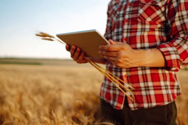 Smart Farming Farmer Using Digital Tablet Wheat Field Agriculture Harvesting — Photo