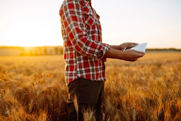 Smart Farming Farmer Using Digital Tablet Wheat Field Agriculture Harvesting — Zdjęcie stockowe