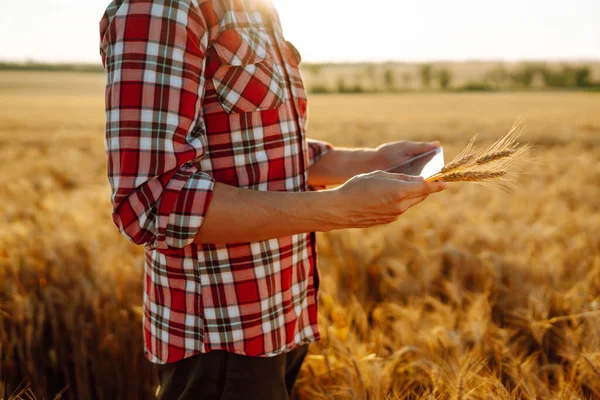 Smart Farming Farmer Using Digital Tablet Wheat Field Agriculture Harvesting — Stok fotoğraf