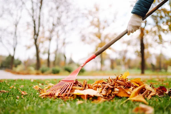 Rake Fallen Leaves Autumn Man Cleans Autumn Park Yellow Leaves — Foto Stock