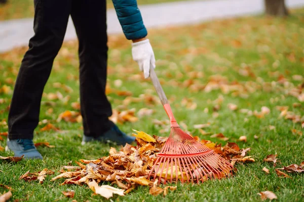 Rake Fallen Leaves Autumn Man Cleans Autumn Park Yellow Leaves — Fotografia de Stock