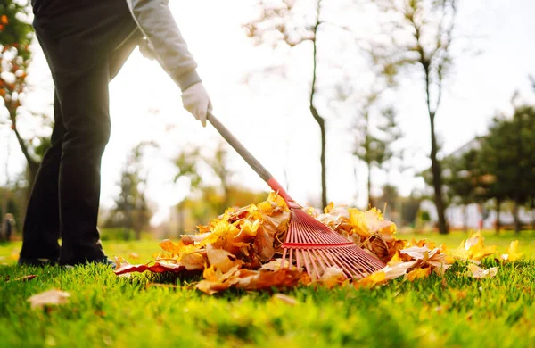 Rake Fallen Leaves Autumn Man Cleans Autumn Park Yellow Leaves — Stockfoto