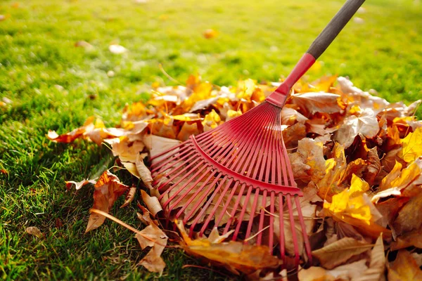 Rake Fallen Leaves Autumn Man Cleans Autumn Park Yellow Leaves —  Fotos de Stock