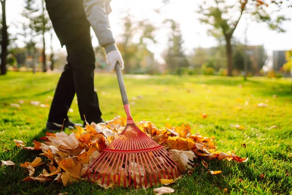 Rake Fallen Leaves Autumn Man Cleans Autumn Park Yellow Leaves — Stok fotoğraf