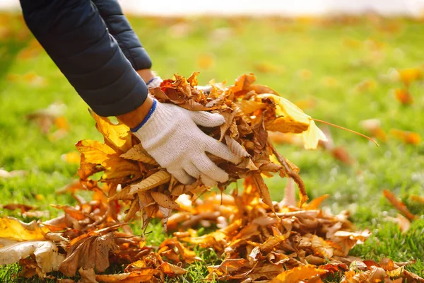 공원에서 낙엽을 장갑을 공원을 나뭇잎으로부터 깨끗하게 생태학적 — 스톡 사진