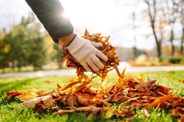 Limpieza Las Hojas Otoño Parque Hombre Con Guantes Limpia Parque —  Fotos de Stock