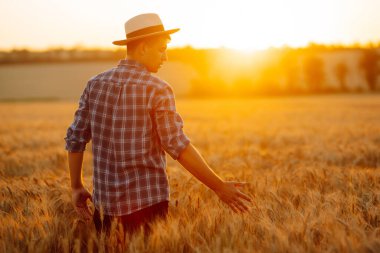 Günbatımında yürüyen ve altın tarlasında buğday kulaklarına dokunan bir adam. Büyüyen doğa hasadı. Tarım çiftliği.