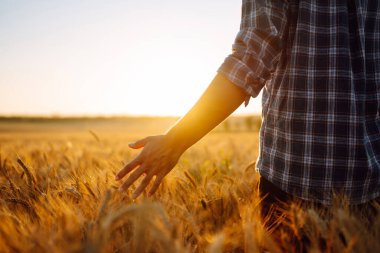 Günbatımında yürüyen ve altın tarlasında buğday kulaklarına dokunan bir adam. Büyüyen doğa hasadı. Tarım çiftliği.