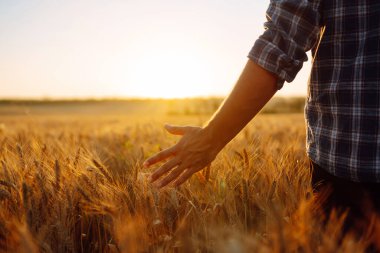 Günbatımında yürüyen ve altın tarlasında buğday kulaklarına dokunan bir adam. Büyüyen doğa hasadı. Tarım çiftliği.