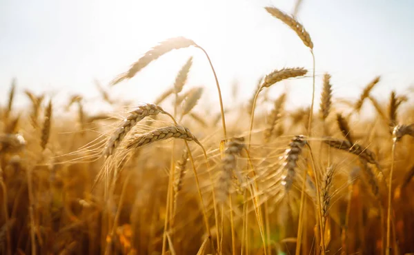 Gyllene Fält Mogna Veteöron Tillväxt Natur Skörd Jordbruksföretag — Stockfoto