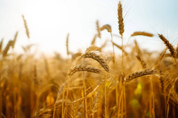 Golden Field Ripe Wheat Ears Growth Nature Harvest Agriculture Farm — Stock Photo, Image