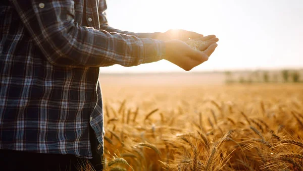 The Hands of A farmer close-up holding a handful of wheat grains In a wheat field. Growth nature harvest. Agriculture farm.