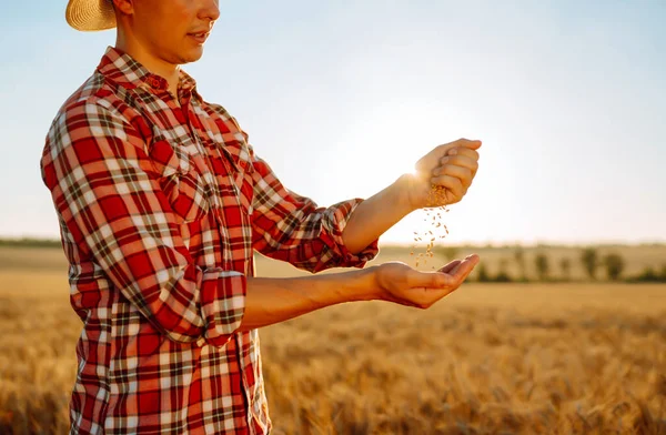 Руки Фермера Крупним Планом Тримають Кілька Зерна Пшениці Пшеничному Полі — стокове фото
