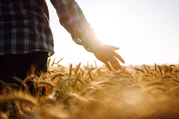 夕日の中を歩く男と金のフィールドに小麦の耳に触れる 成長自然収穫 農業生産場 — ストック写真