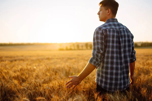 Man Walking Sunset Touching Wheat Ears Gold Field Growth Nature — Stock Photo, Image