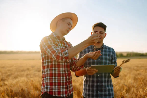 Businessmen farmers discuss the wheat crop on the field and view the schedule on the tablet. Modern agriculture technology. Smart farming concept.