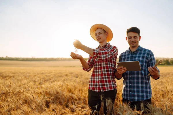 Adamları Tarladaki Buğday Mahsulünü Tartışıyor Tabletteki Programı Inceliyor Modern Tarım — Stok fotoğraf