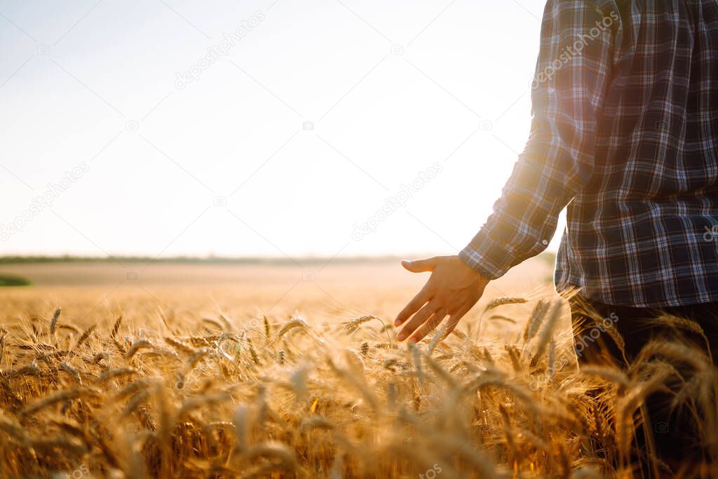 Man walking during sunset and touching wheat ears in gold field. Growth nature harvest. Agriculture farm.