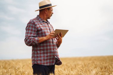 Akıllı tarım konsepti. Çiftçi, buğday tarlası gelişimini kontrol etmek için dijital tablet üzerinde özel bir uygulama kullanıyor. Tarım kavramı.