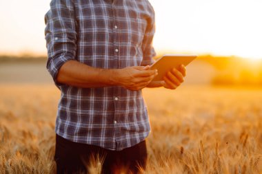 Akıllı tarım konsepti. Çiftçi, buğday tarlası gelişimini kontrol etmek için dijital tablet üzerinde özel bir uygulama kullanıyor. Tarım kavramı.
