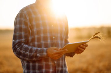 Akıllı tarım konsepti. Çiftçi, buğday tarlası gelişimini kontrol etmek için dijital tablet üzerinde özel bir uygulama kullanıyor. Tarım kavramı.