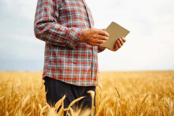 Akıllı Tarım Konsepti Çiftçi Buğday Tarlası Gelişimini Kontrol Etmek Için — Stok fotoğraf