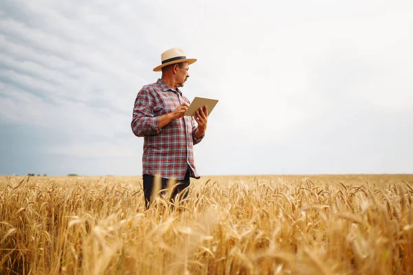 Koncepcja Inteligentnego Rolnictwa Farmer Używa Specjalistycznej Aplikacji Tablecie Cyfrowym Sprawdzania — Zdjęcie stockowe