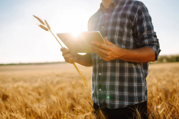 Smart farming concept. Farmer uses a specialized app on a digital tablet for checking wheat field progress. Agriculture concept.