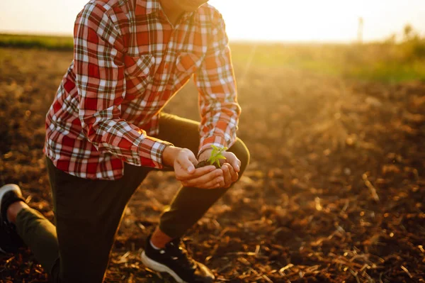 Mãos Masculinas Tocando Solo Campo Agricultor Verifica Qualidade Solo Antes — Fotografia de Stock