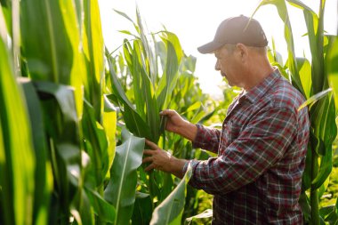 Çiftçi, mısır çiftliği sahibi mısır tarlasında mahsulleri inceliyor. Büyüyen doğa hasadı. Tarım çiftliği.