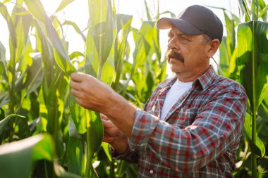 Çiftçi, mısır çiftliği sahibi mısır tarlasında mahsulleri inceliyor. Büyüyen doğa hasadı. Tarım çiftliği.