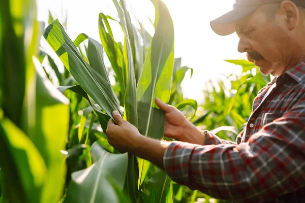 Çiftçi, mısır çiftliği sahibi mısır tarlasında mahsulleri inceliyor. Büyüyen doğa hasadı. Tarım çiftliği.